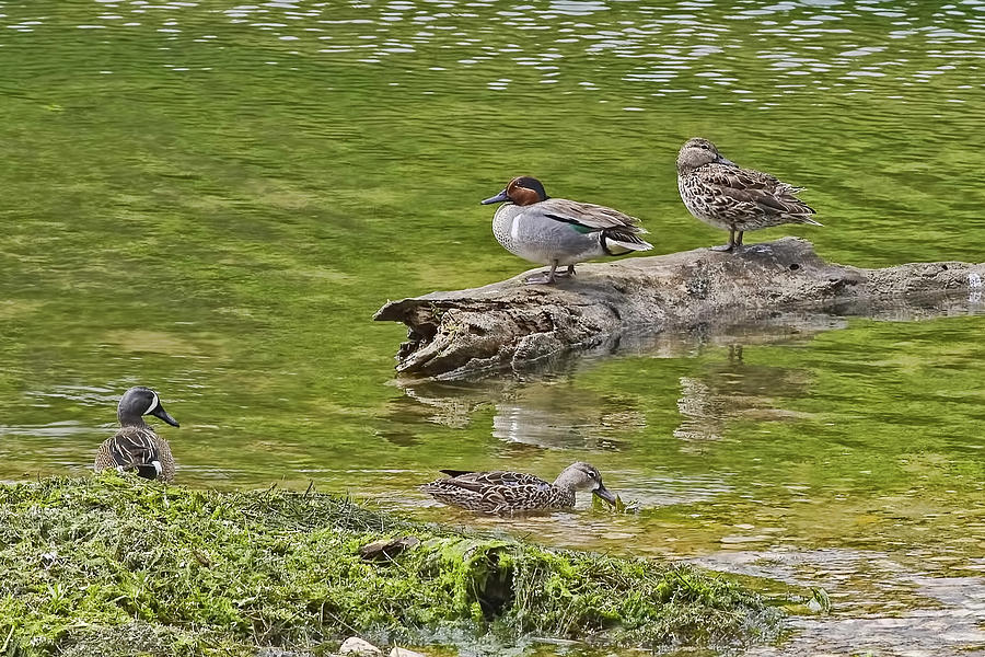 Teal Family Gathering Photograph by Gary Holmes
