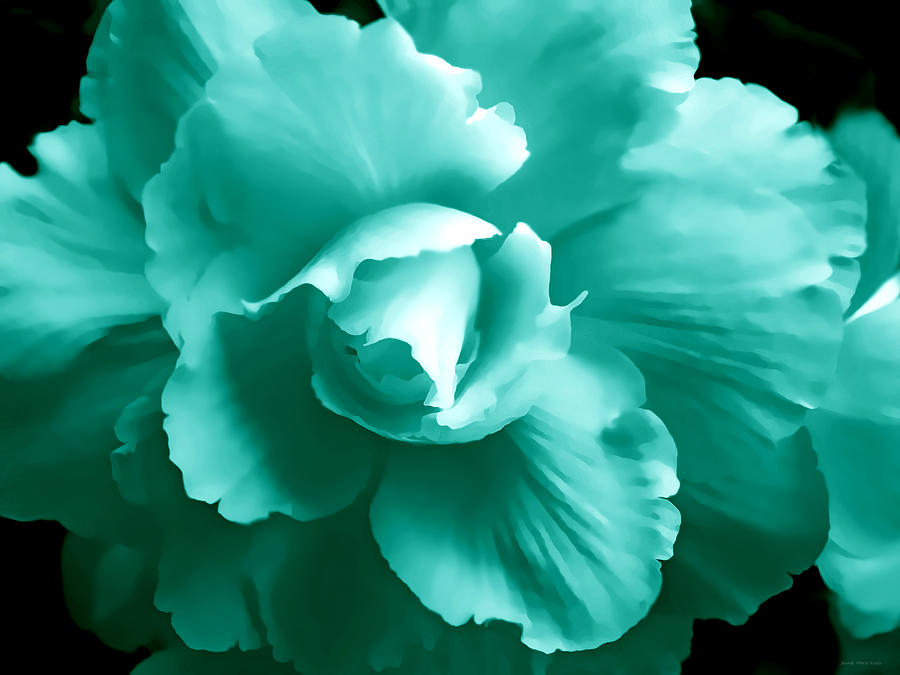 Teal Green Begonia Floral Photograph by Jennie Marie Schell