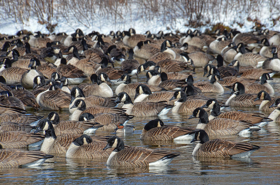 Teal in the Gaggle Photograph by Beth Venner