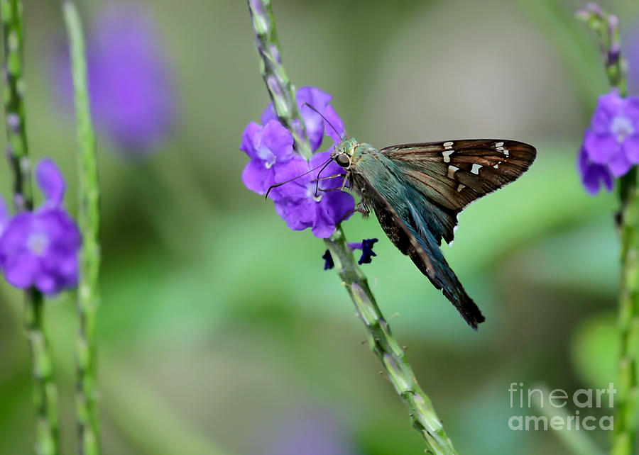 Teal Long Tailed Skipper Butterfly Photograph by Sabrina L Ryan