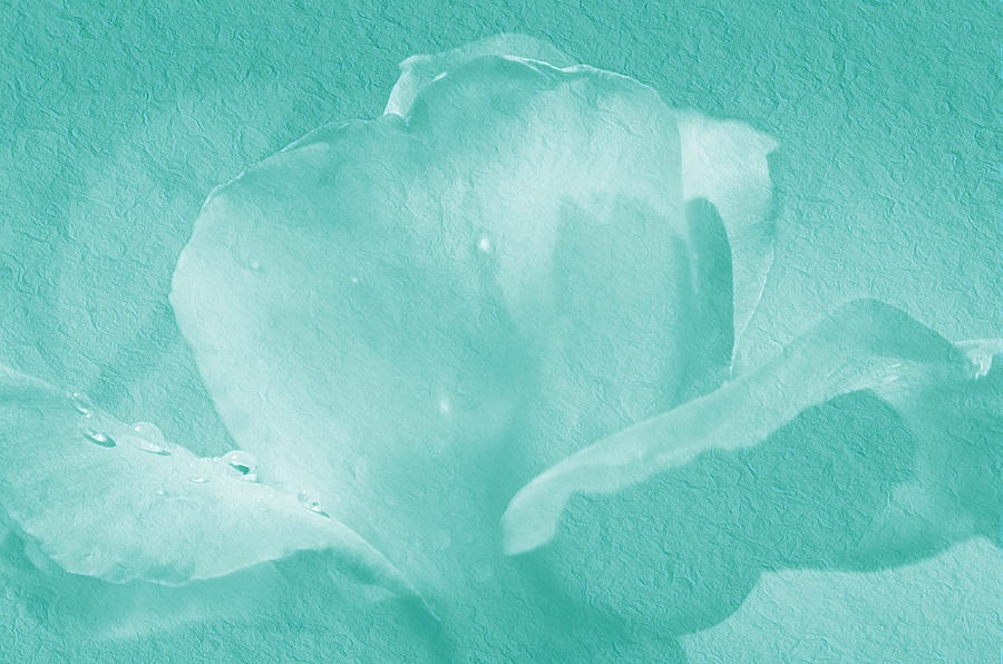 Teal Rose Photograph by Camille Lopez