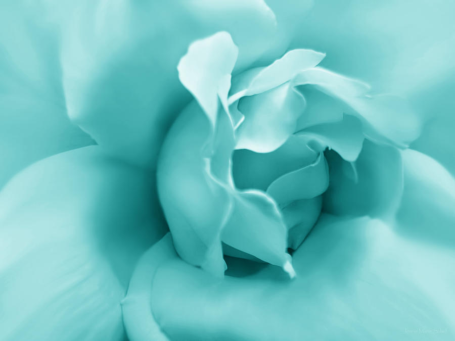 Abstract Photograph - Teal Rose Flower by Jennie Marie Schell