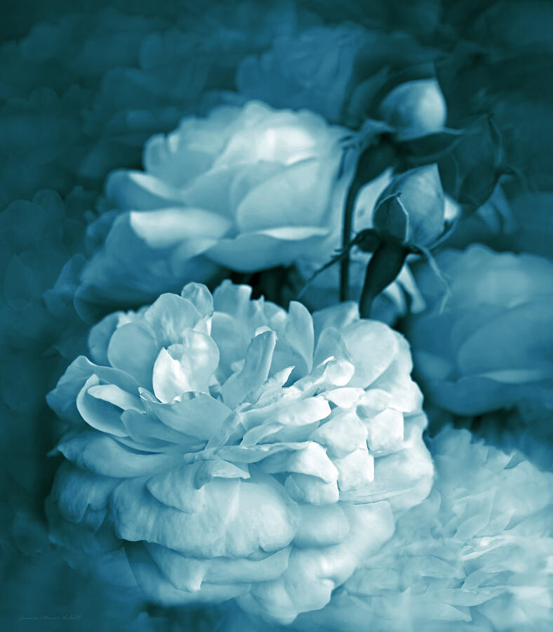 Aqua Blue Roses Bouquet Photograph by Jennie Marie Schell