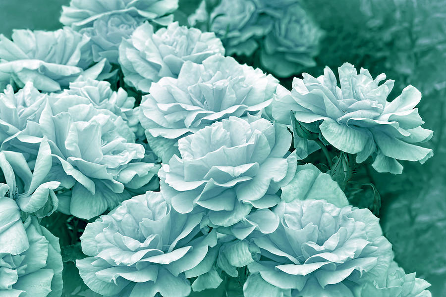 Teal Roses in the Garden Photograph by Jennie Marie Schell