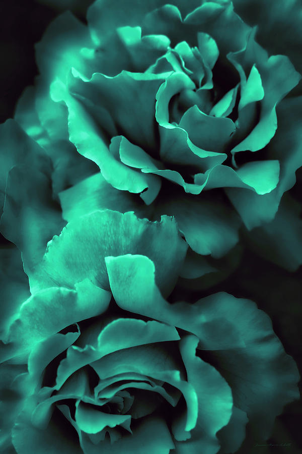 Teal Green Roses Photograph by Jennie Marie Schell