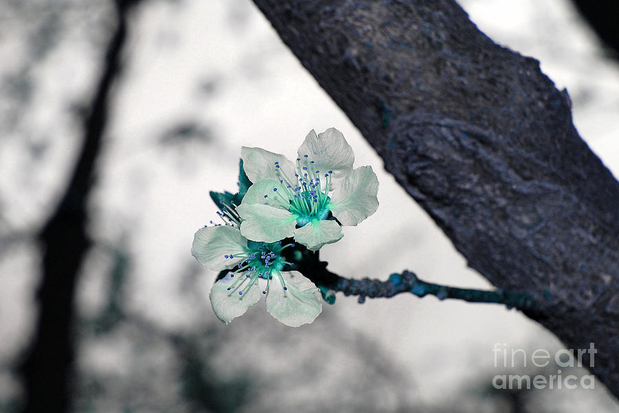 Teal Spring Blossoms Photograph by Debra Thompson