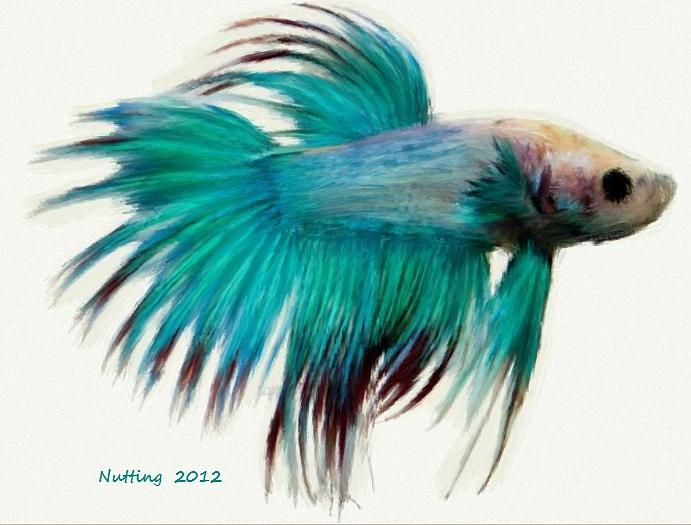 Teal Tropical Fish Painting by Bruce Nutting