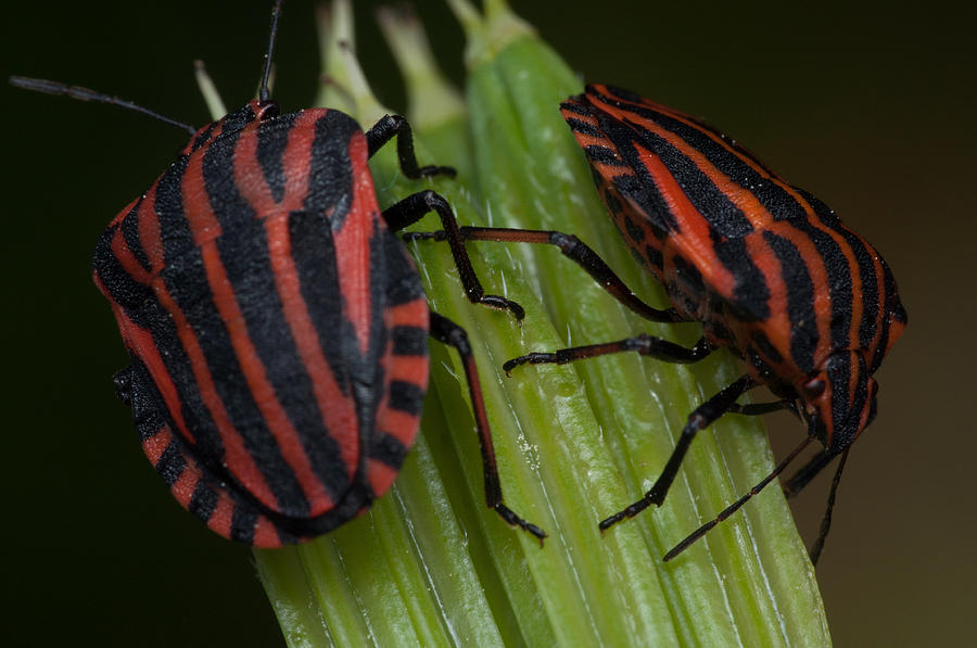 Team Black and Red Photograph by Ingela Christina Rahm - Pixels