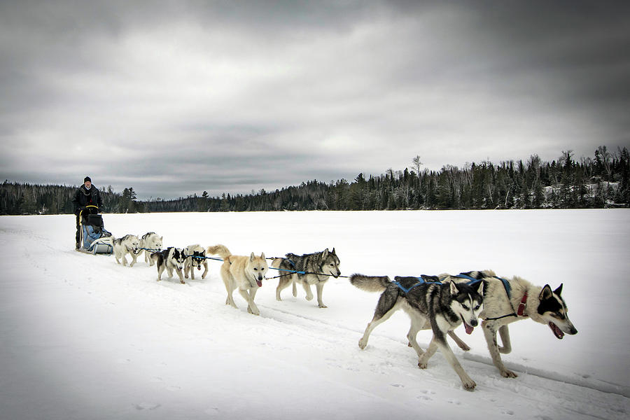 Team Of Sled Dogs Pulling Man Photograph by Joel Sheagren - Fine Art ...