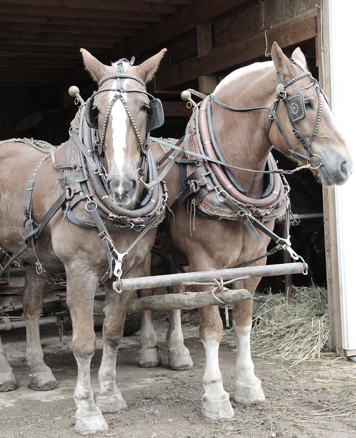 Teamwork Photograph by Theresa Meegan - Fine Art America