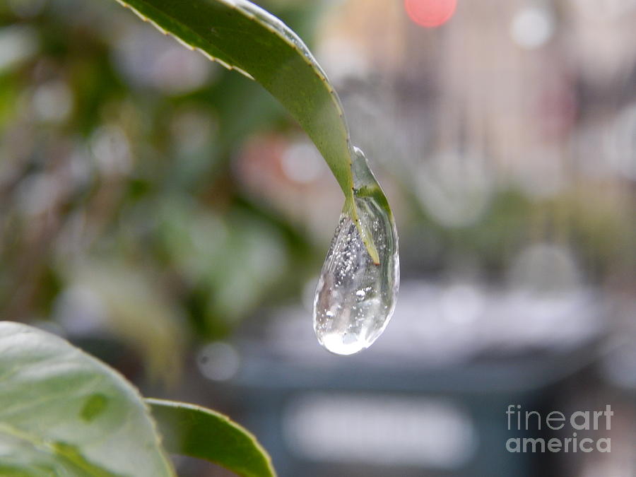 Tear Drop Of Ice Photograph by Michael Hoard