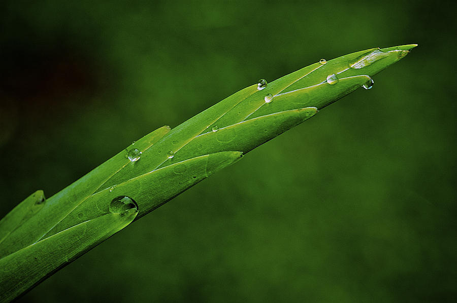 Tear Drops Photograph by Arj Munoz