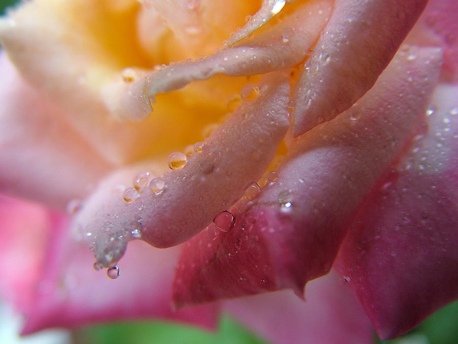 Teardrop of a Rose Photograph by Kathy Churchman