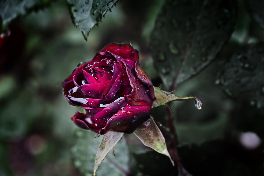Teardrop Rose Photograph by EXparte SE
