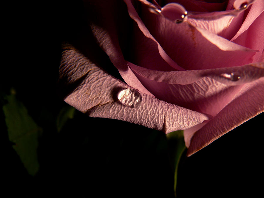 Teardrops on a Rose Photograph by Susan Duda