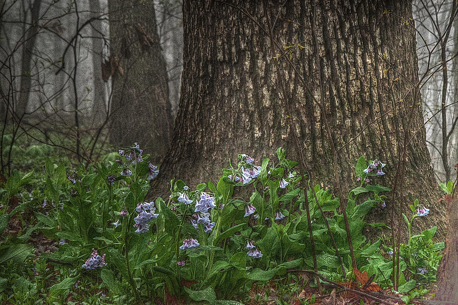 Tears Among the Bluebells Photograph by William Fields