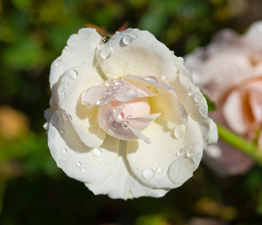 Tears For Beauty - White Rose Photograph by Marie Jamieson