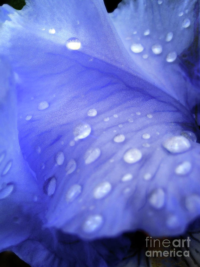 Iris Photograph - Tears by Molly McPherson