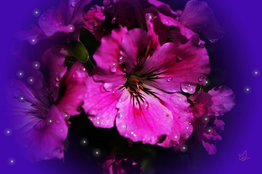 Flower Photograph - Tears by Music of the Heart