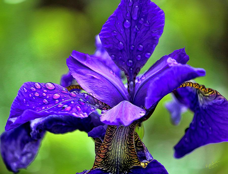 Tears of an Iris Photograph by Rick Lawler - Fine Art America