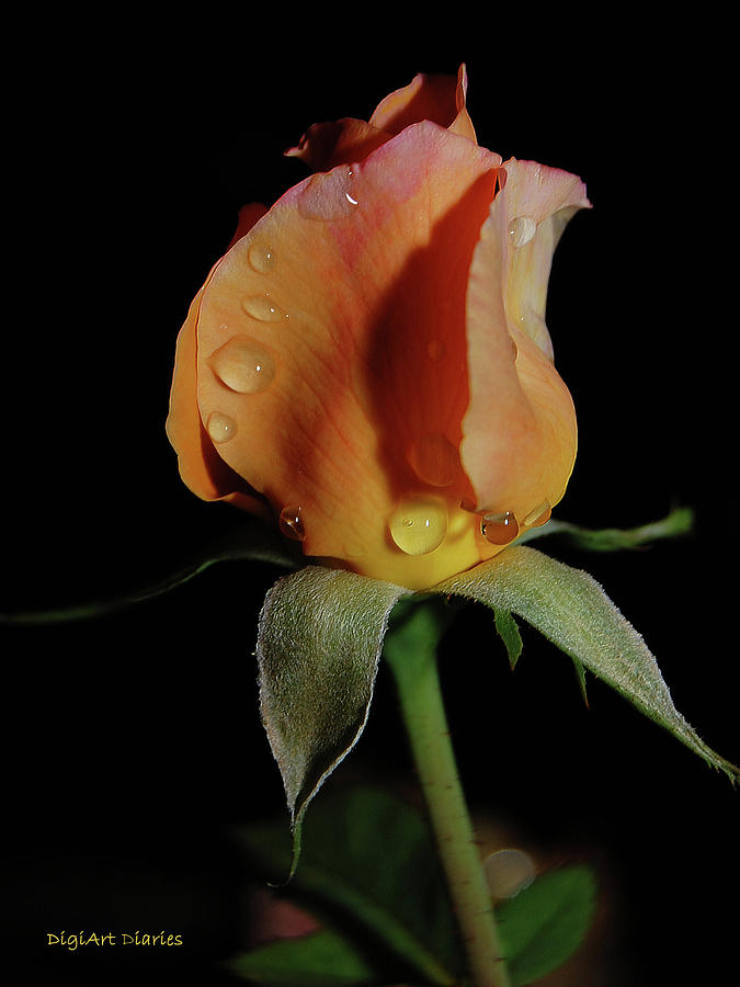 Rose Digital Art - Tears of Beauty by DigiArt Diaries by Vicky B Fuller