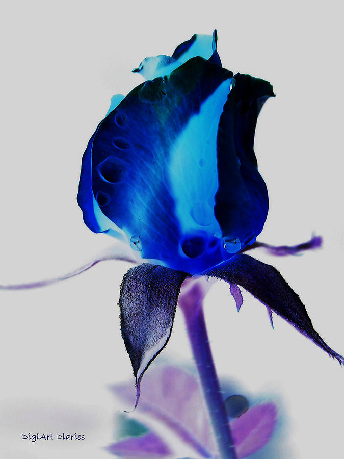Tears of Beauty Inverted Photograph by DigiArt Diaries by Vicky B Fuller