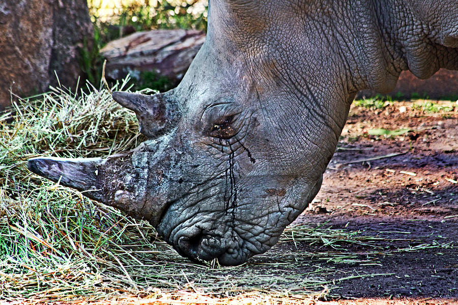Animal Photograph - Tears Of White Rhinoceros by Miroslava Jurcik