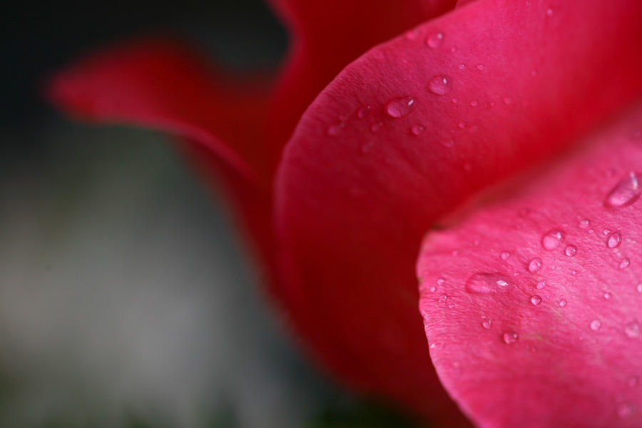 Tears on a petal Photograph by John Holloway - Fine Art America