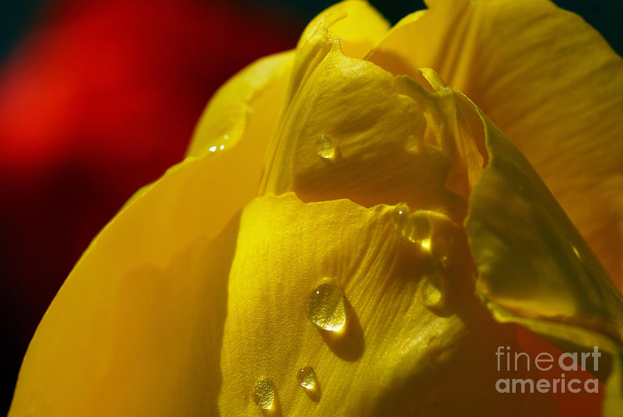 Seriously Yellow 2 - Tears On A Tulip Photograph by Wendy Wilton
