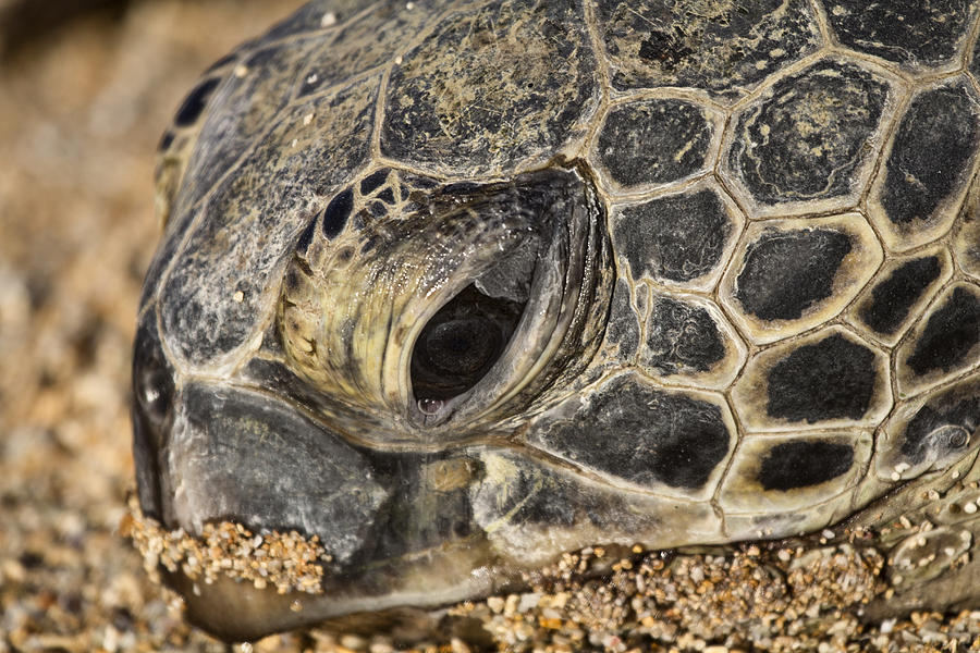 Teary-Eyed Photograph by Douglas Barnard - Pixels