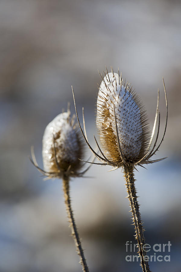 Teasel and Ice Photograph by Jim West
