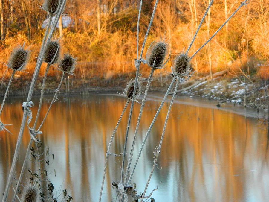 Teasel and Icy Pond Photograph by Kathy Barney