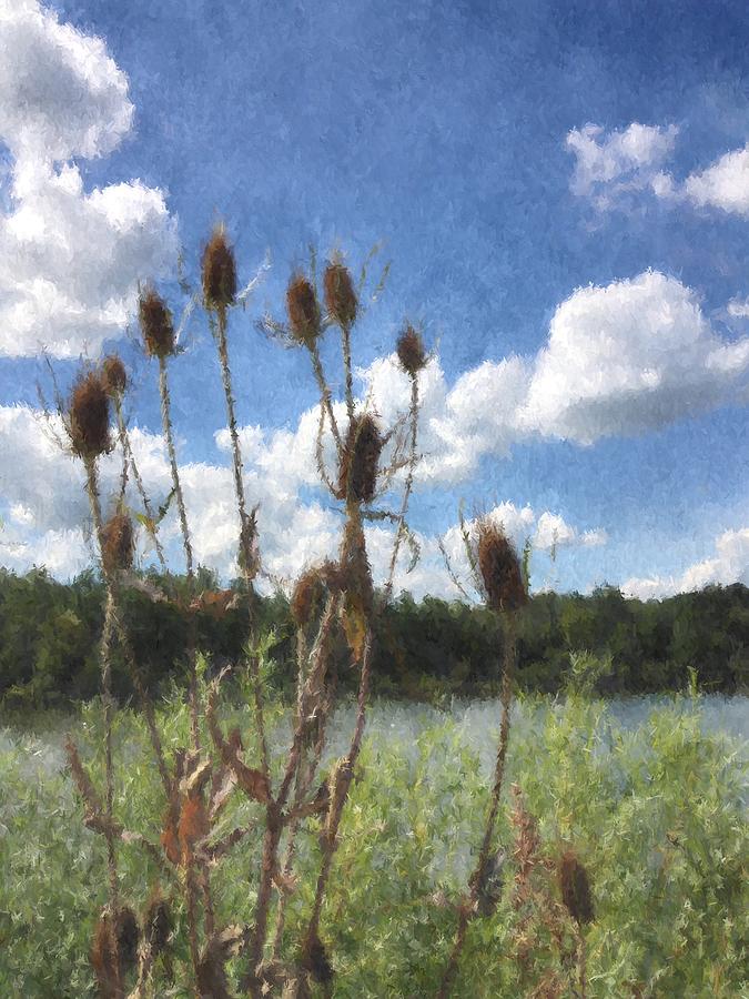 Teasel at Eagle Creek Park in Indianapolis Photograph by Victoria Porter
