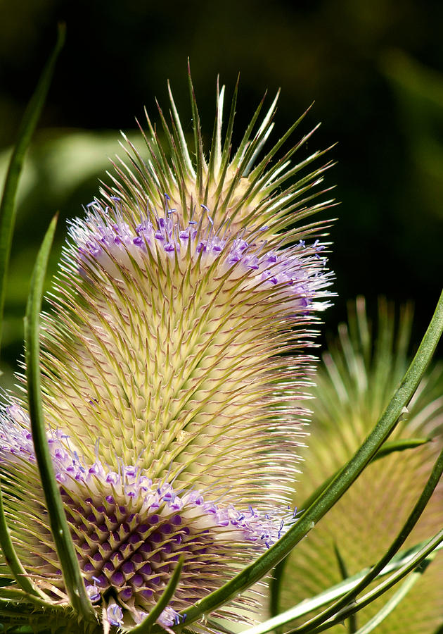 Teasel Photograph by Betty Depee