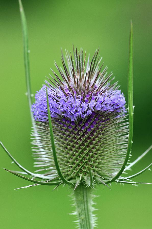 Teasel (dipsacus Fullonum) Photograph by Colin Varndell/science Photo Library