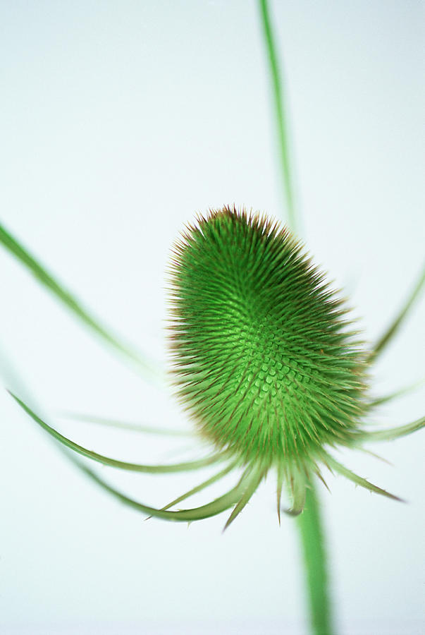 Teasel Flower Head Photograph by Gustoimages/science Photo Library