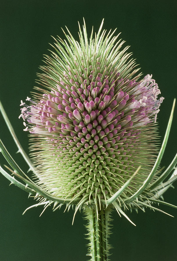 Teasel Flower Photograph by Perennou Nuridsany