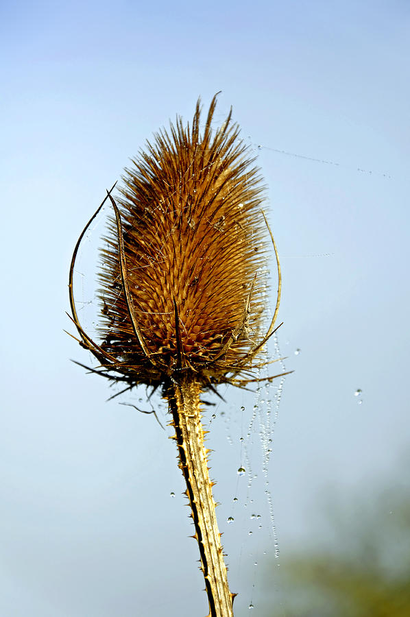 Teasel Laced with Morning Dew Photograph by Rod Johnson