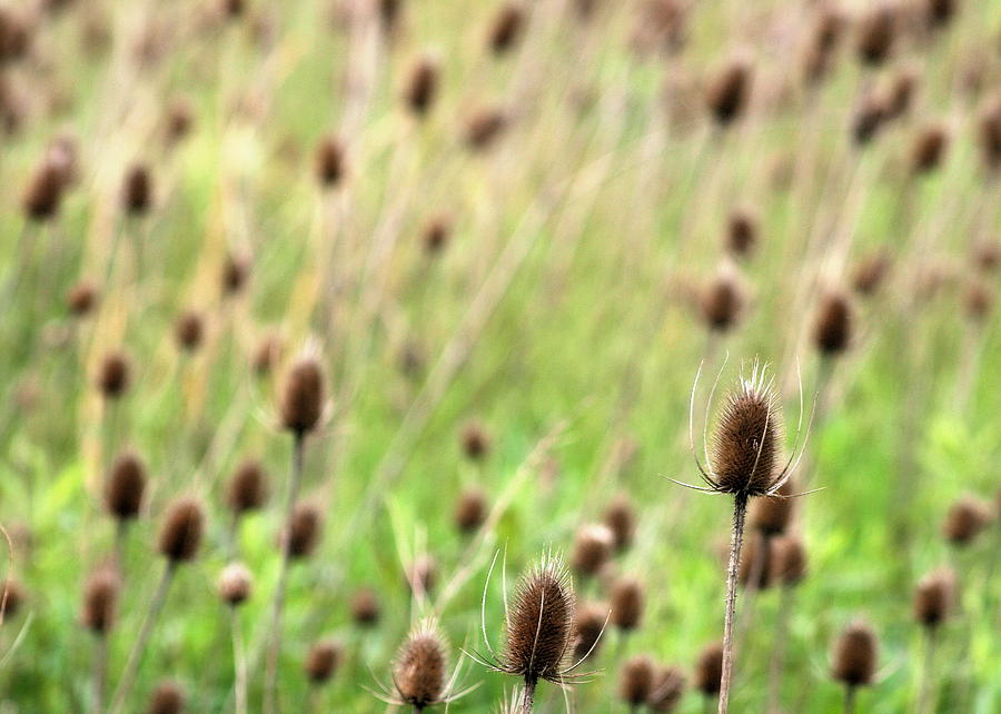 Nature Photograph - Teasel Meadow by Angela Rath