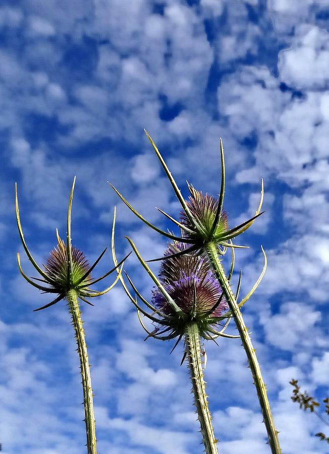 Teasel Reaching for the Sky Photograph by Nick Kloepping