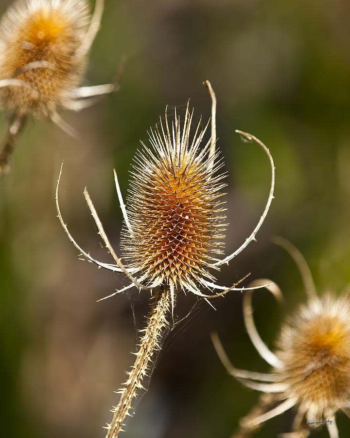 Teasel Thistle Photograph by Jim Lucas - Fine Art America