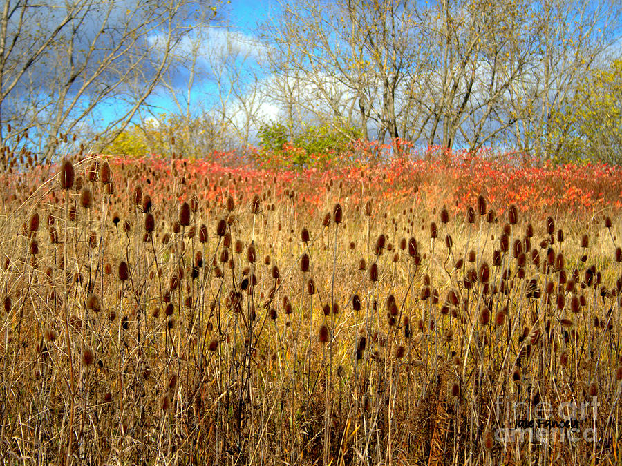 Teasels and More Photograph by Jale Fancey
