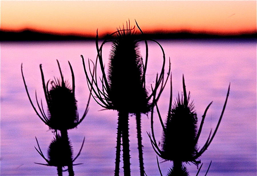 Teasels and Water Photograph by Catia Juliana