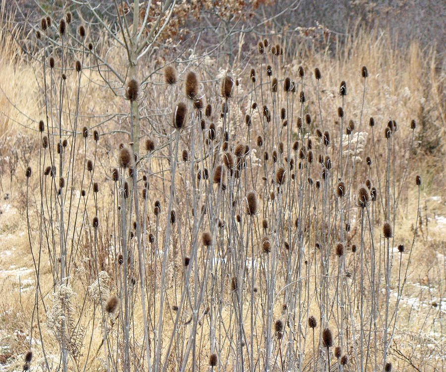 Winter Photograph - Teasels and Weeds by Carol Senske