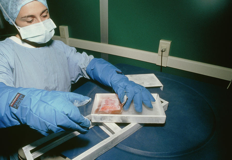 Technician Takes Heart Valves From Liquid Nitrogen Photograph by Klaus Guldbrandsen/science Photo Library