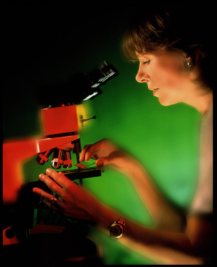 Technician Using A Binocular Light Microscope Photograph by Deep Light/science Photo Library