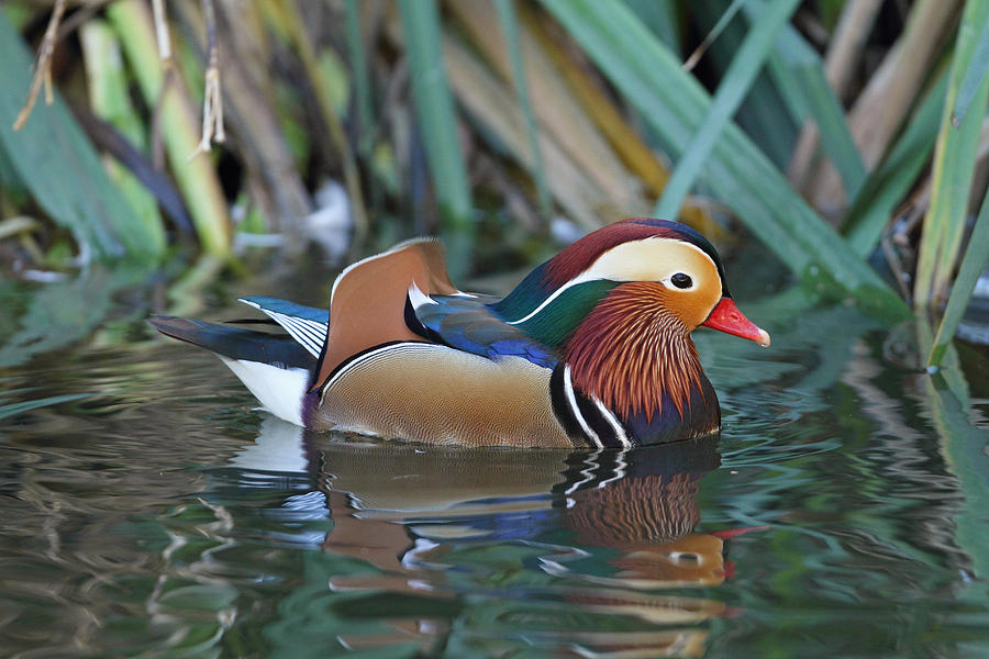 Technicolor Duck Photograph by Steve Wolfe