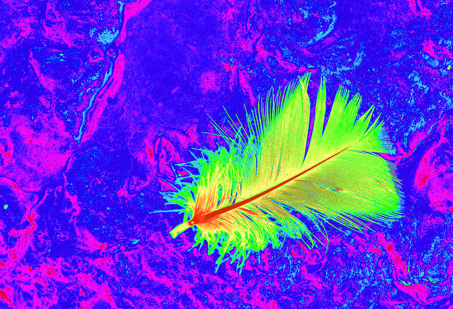 Feather Still Life Digital Art - Technicolor Flight by Marcie Sutton