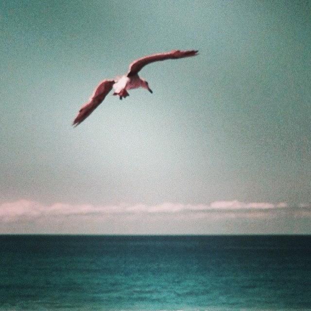 Beach Photograph - Technicolor Seagull. #beach by J Lopez