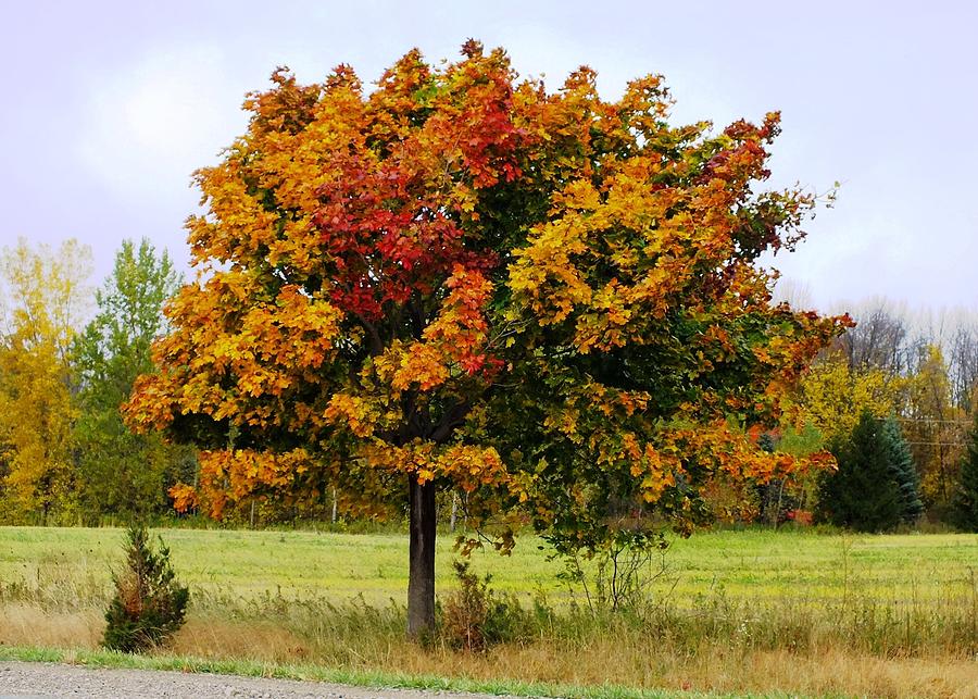 Technicolor Tree Photograph by Peggy King